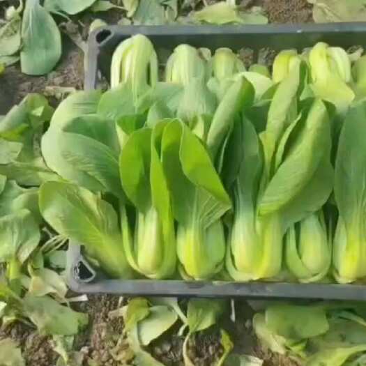 沈阳小白菜 精品油菜  唐菜  上海青 油麦菜