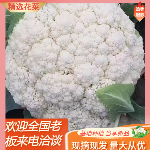 当季新品松花菜白花菜白花菜花  产地直发 量大从优 全国发货