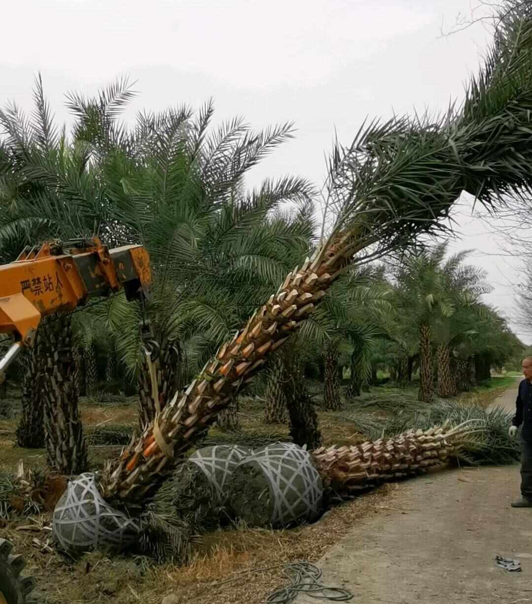 中东银海枣基地观点园林直供规格齐全海枣基地直发一手货源