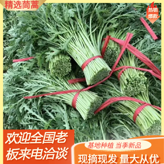 菠菜毛竿茼蒿  茼蒿菜产地，大棚菠菜，菠菜保证新鲜，价格便宜