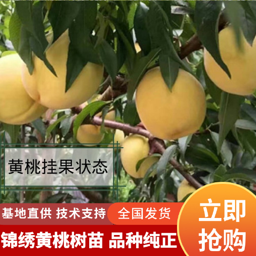 正宗优质嫁接锦绣黄桃苗黄金桃树苗南方北方四季种植耐寒果树苗