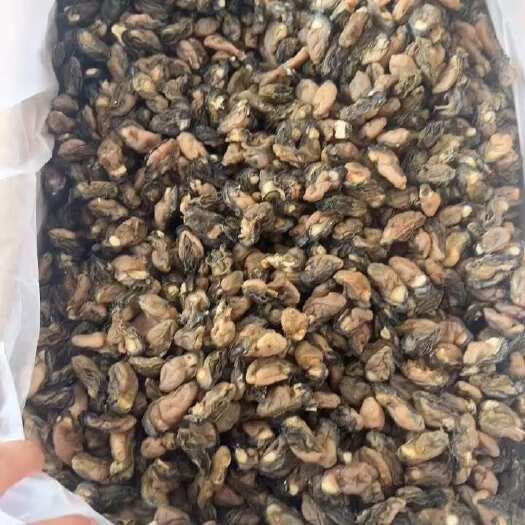 佛山生蚝干 干生蚝 豪仕 地摊 电商 批发 牡蚝干 湛江生蚝干
