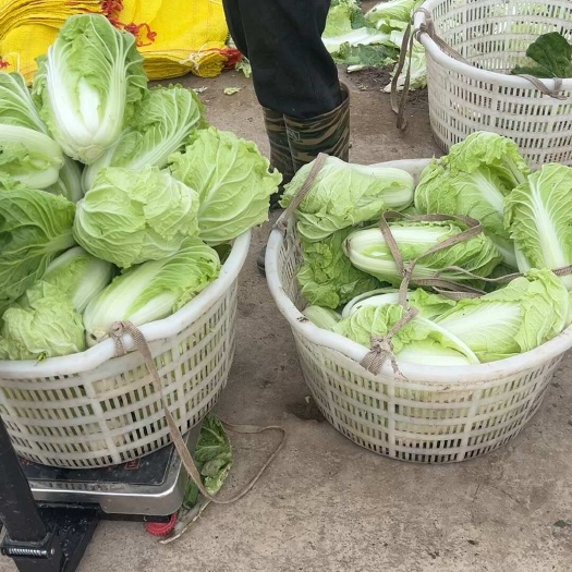 南通白菜