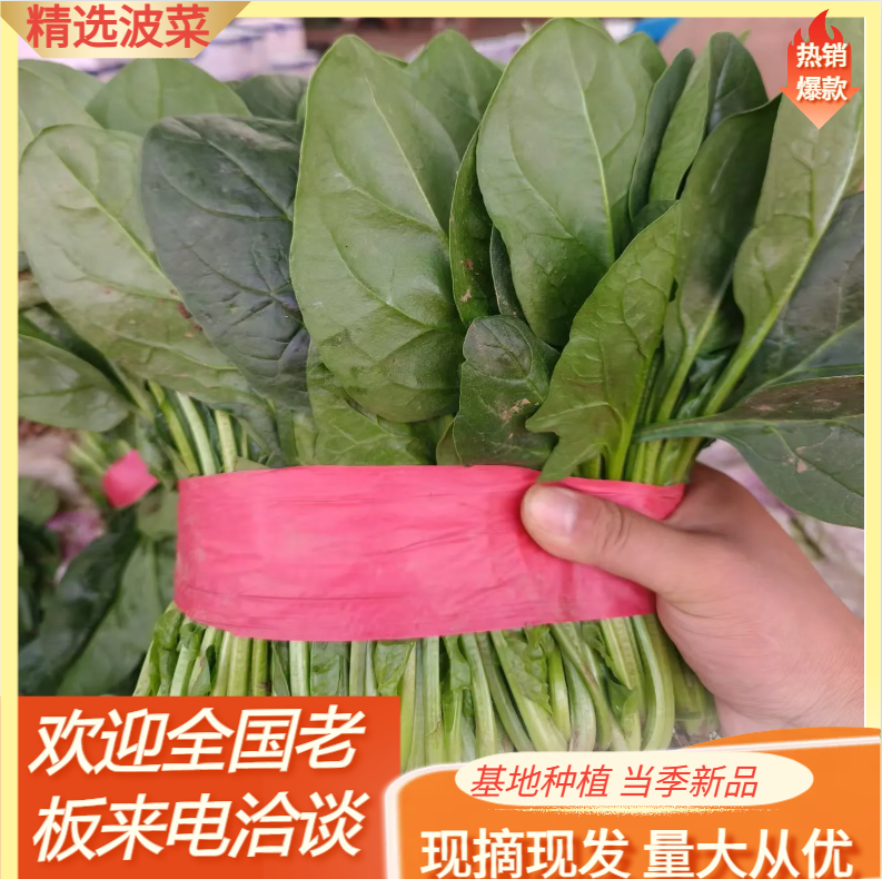 山东潍坊菠菜产地批发