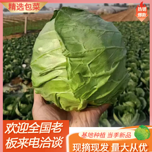 当季新品包菜绿甘蓝包菜产地直发 量大从优 各种蔬菜都有