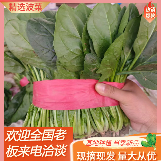 大叶菠菜当季新品大叶菠菜精品菠菜，产地直发可代发各大市场全国
