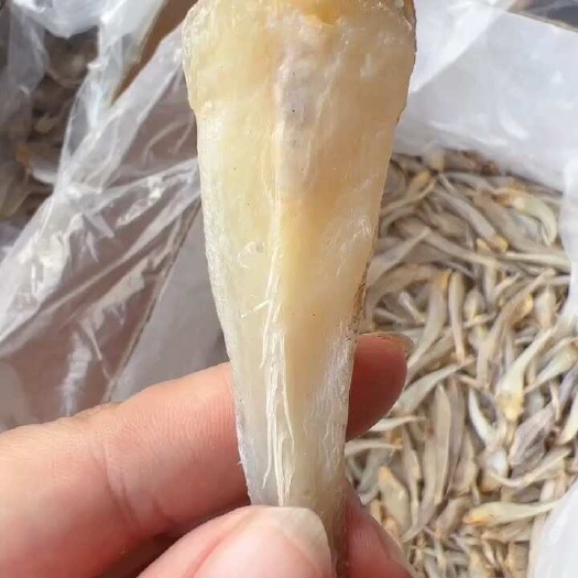 佛山沙丁鱼 展会 地摊 电商 深海沙丁鱼干 干鱼 鱼干