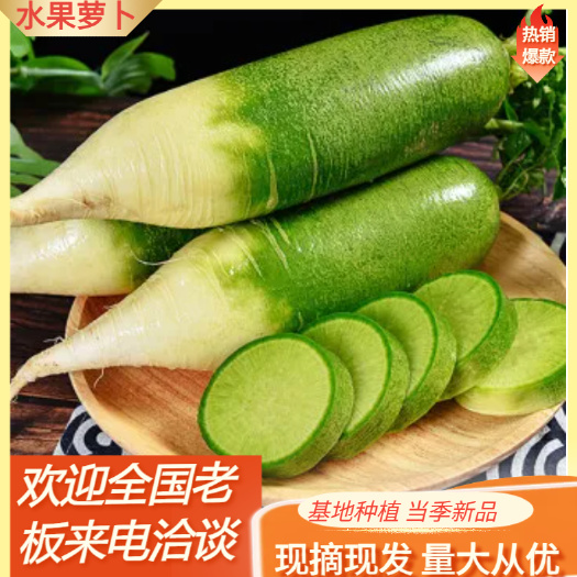潍坊青萝卜  潍坊水果萝卜产地批发价格便宜