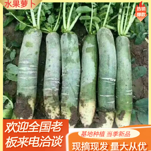 潍坊青萝卜  山东潍坊水果萝卜产地批发价格便宜