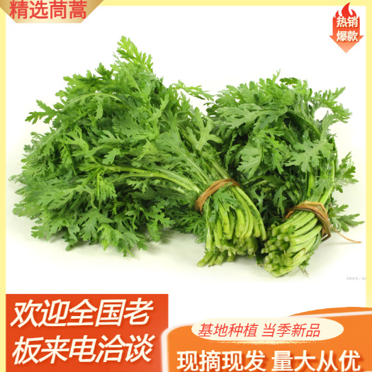 毛竿茼蒿  茼蒿菜潍坊产地一手货源，地头现割，价格便宜