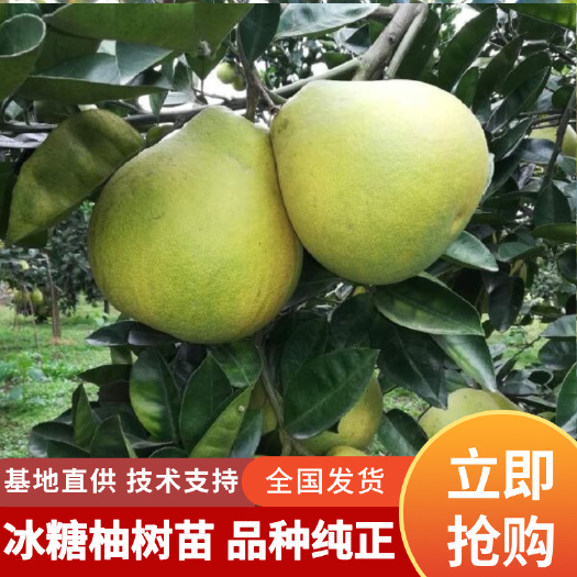洪江市冰糖柚苗  冰糖柚产自雪峰山脉，保证苗子的纯度，保证质量。