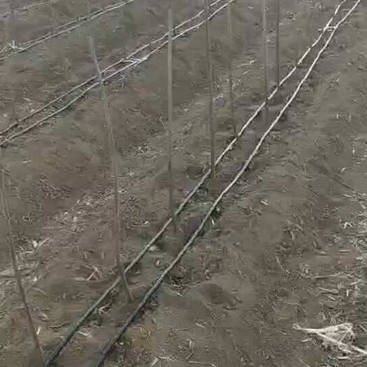 贴片式单双孔滴灌带厂家直销农业大棚蔬菜节水滴灌带规格齐全