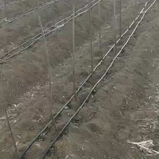 济南贴片式单双孔滴灌带厂家直销农业大棚蔬菜节水滴灌带规格齐全