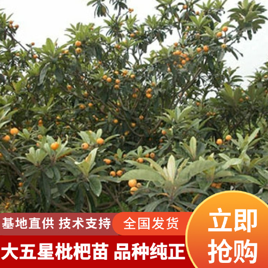 洪江市正宗大五星枇杷苗基地直发嫁接枇杷盆栽地载南北方可种植