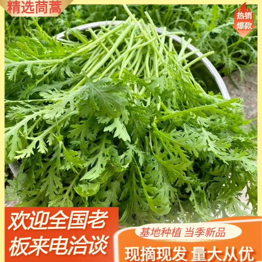 小叶茼蒿  茼蒿菜潍坊产地批发价格便宜全国发货量大从优