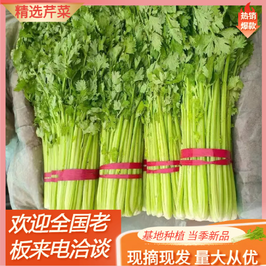 当季新品芹菜精品芹菜，产地直发可代发各大市场全国发货量大从优