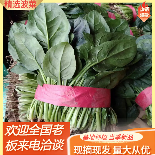 潍坊山东潍坊菠菜产地批发