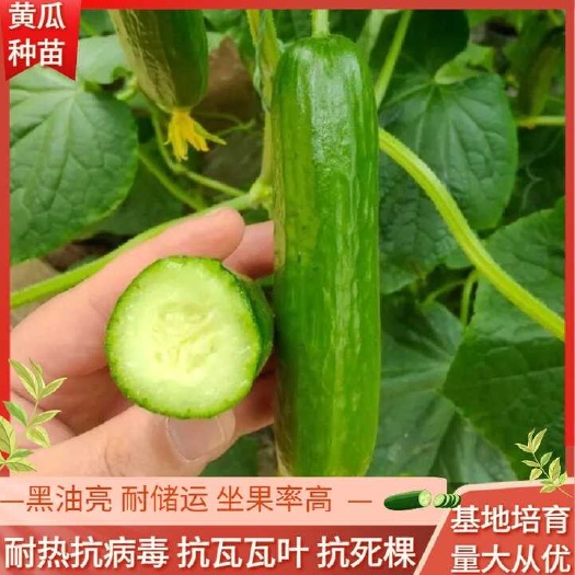 早春、越夏 凯旋大黄瓜苗