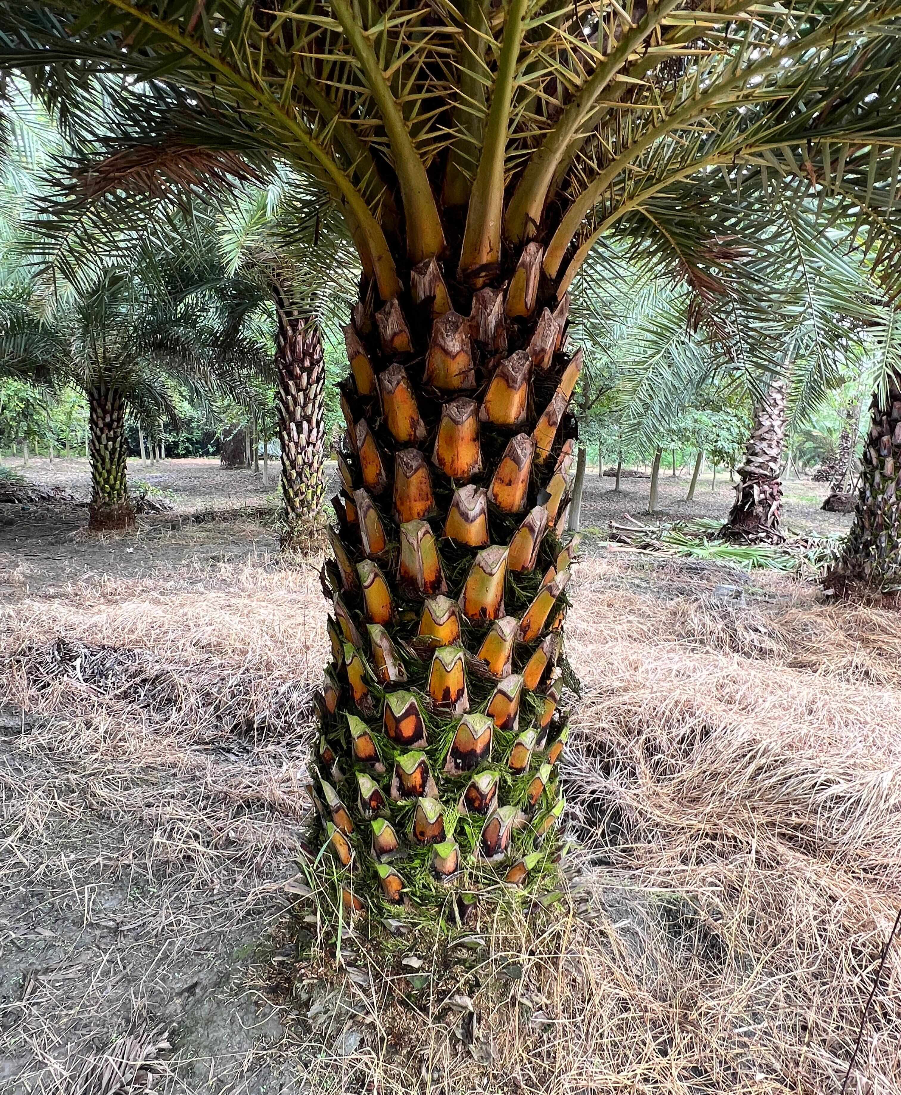 中东银海枣基地观点园林直供规格齐全海枣基地直发一手货源