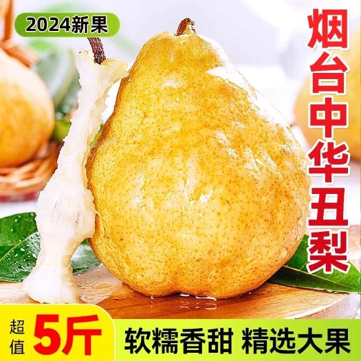 莱阳市烟台中华丑梨新鲜大头梨水果大果正宗山东啤梨当季整箱包邮5斤