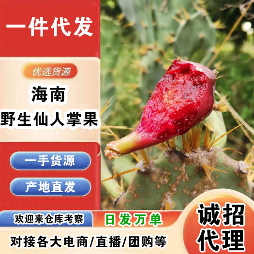 海口海南野生仙人掌果一件代发产地直发一手货源对接各大电商平台