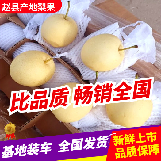 皇冠梨 产地直销  货真价实，欢迎全国采购商联系