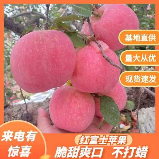 沂水县红富士苹果 产地货源 全国发货 精挑细选