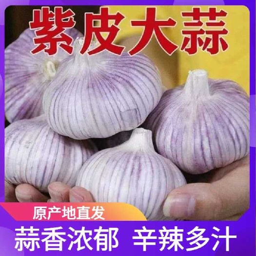 沂水县优质紫皮大蒜产地批发一手货源 出口加工4-6公分