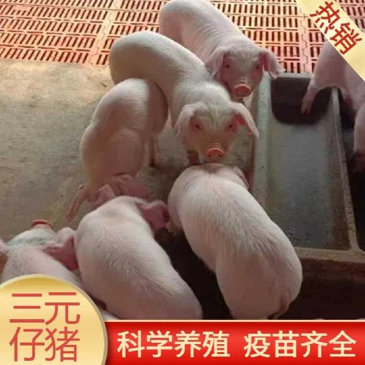 沂水县猪苗 三元仔猪苗 黑猪苗 猪场直销 防疫齐全