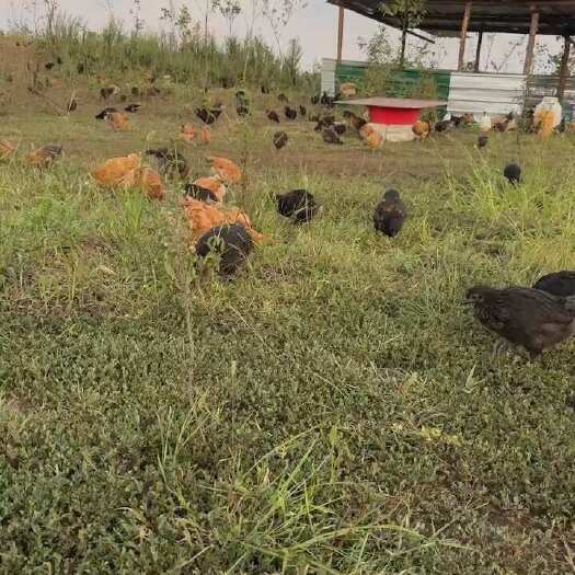 散养鸡粮食鸡生态鸡