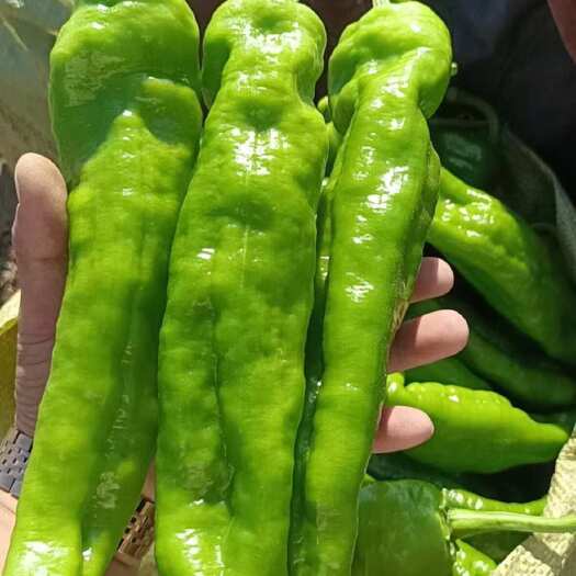 夏邑县【强烈推荐】夏邑301大椒，线椒，螺丝椒，苏椒大量有货。