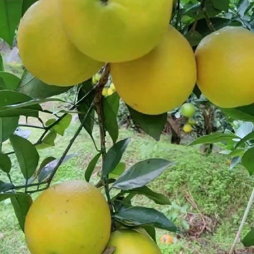 湘西纽荷尔脐橙脐橙长势喜人，目前口感略有点酸，现在开始预定