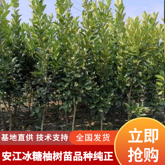 洪江市冰糖柚大苗正宗湖南安江冰糖柚子树苗假一赔十