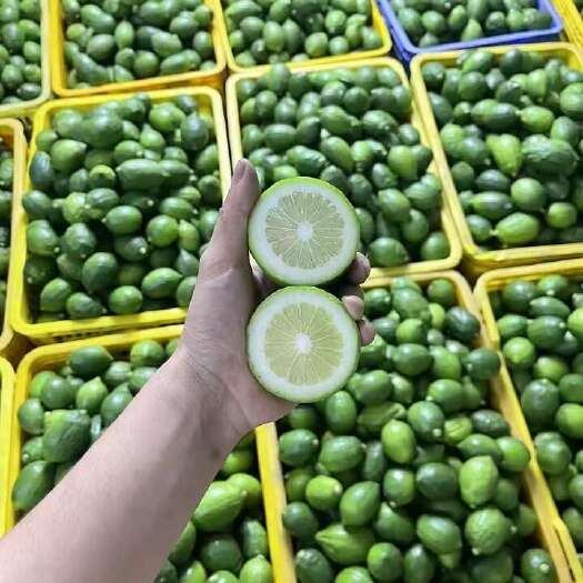 广州广东无籽香水柠檬精选奶茶店专用新鲜水果现摘现发