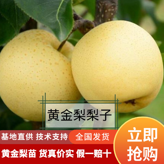 洪江市梨树苗嫁接黄金梨苗水果树苗货真价实假一赔十