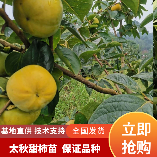 太秋甜柿苗，采用雪峰山特有野生柿子做砧木，嫁接亲和力好。