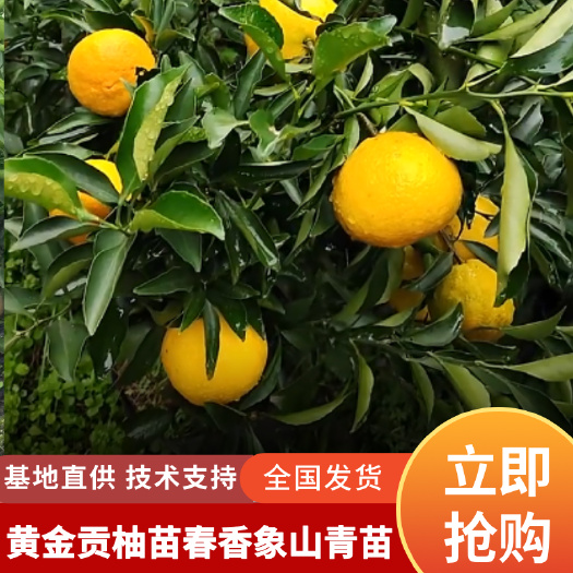 湖南果苗黄金贡柚苗春香小果柚苗柑橘柚子象山青果苗
