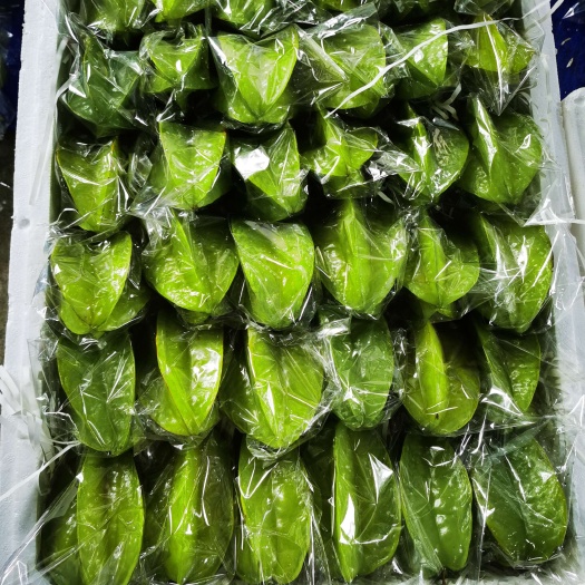 化州市杨桃精品 产地直供 量大价优 诚信经营 欢迎来电详谈