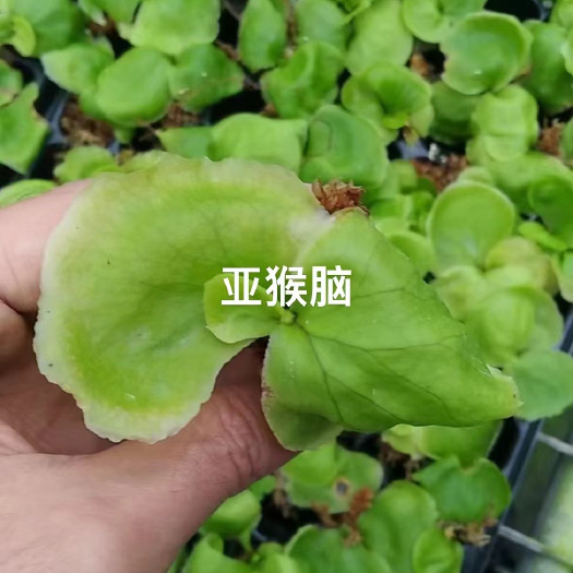 广州源头厂家供应亚洲猴脑鹿角蕨 奇特园林绿化绿植景观蕨类盆栽种苗