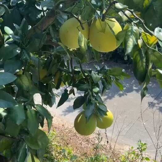 平和县自家种植平和管溪蜜柚红柚三红柚