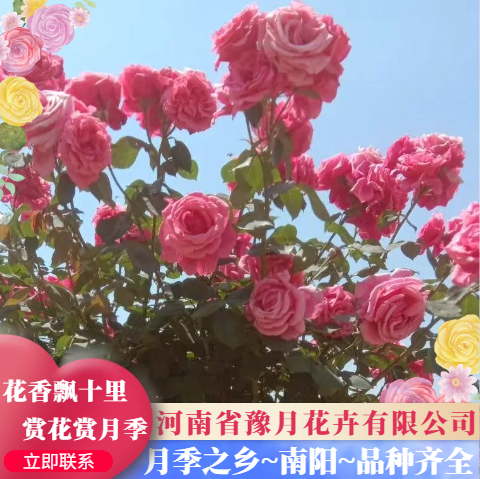 树桩月季 花期长，实用于绿化工程，庭院，赏花就看月季花。