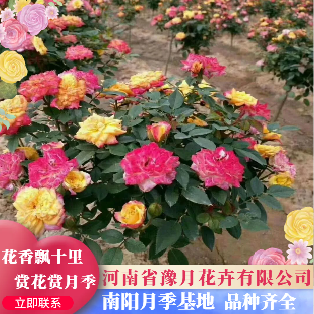 变色月季  又名叫棒棒糖月季，又叫小青柑月季。