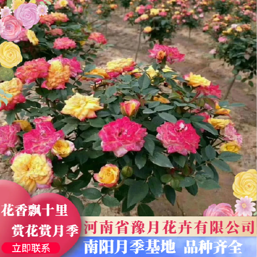 变色月季  又名叫棒棒糖月季，又叫小青柑月季。