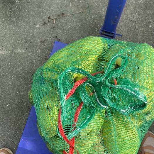 芒市源头价精品佛手瓜种苗正在采摘，需要的老板抓紧贸易