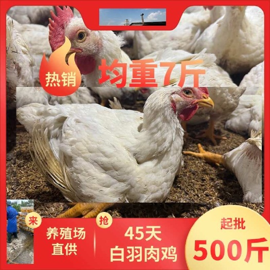 45天白羽肉鸡，大型养殖场直供，均重7斤。