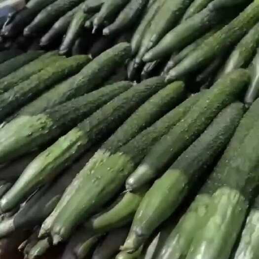 普定县广东精品密刺黄瓜青瓜一手货源 拱市场 电商平台食堂直发