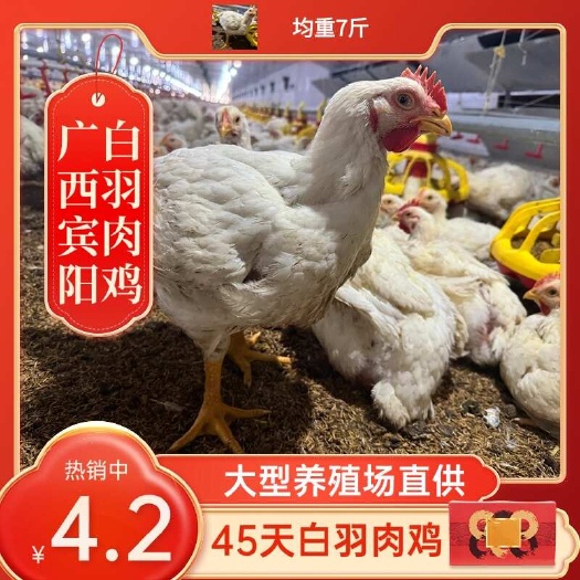 45天白羽肉鸡，大型养殖场直供，均重7斤。