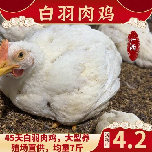 45天白羽肉鸡，大型养殖场直供，均重7斤。