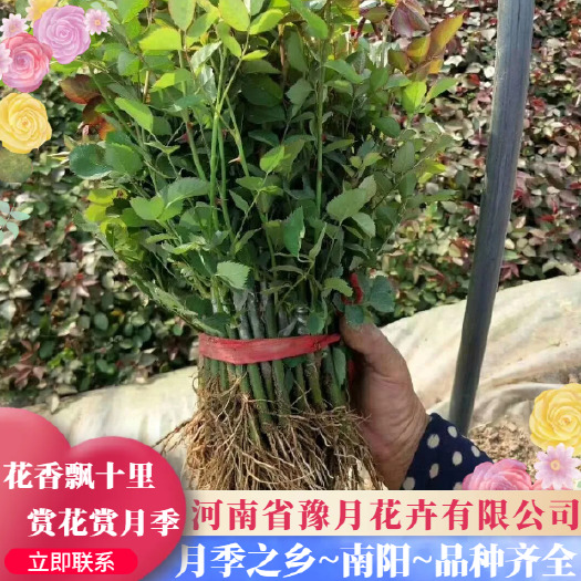 休宁县小月季