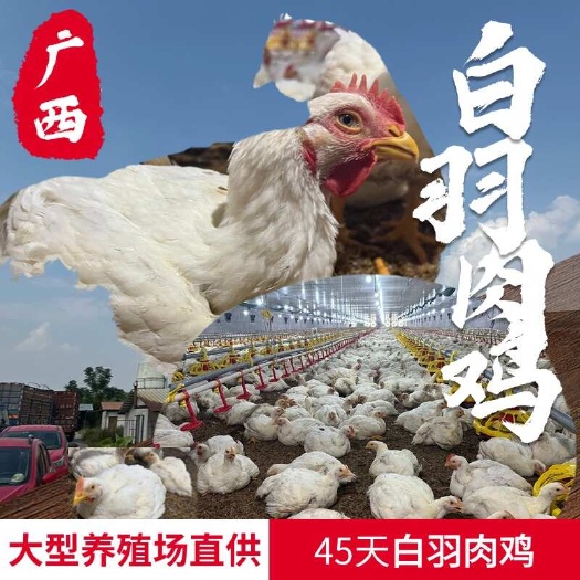 45天白羽肉鸡，大型养殖场直供，均重7斤